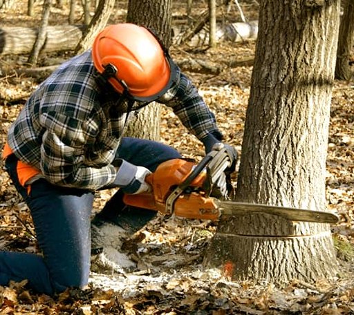 Tree Removal in Woodburn, KY